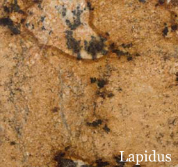 Lapidus